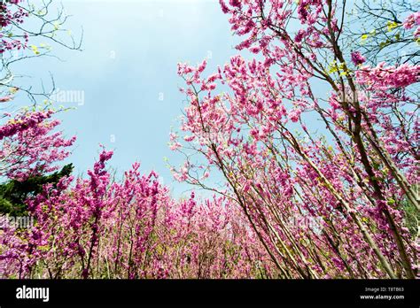 Flower Of Chinese Redbud Stock Photo Alamy