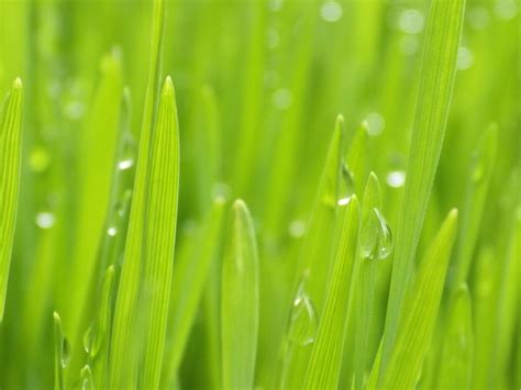 Premium Photo Cat Owners Grow Wheatgrass For Domestic Cats To Spit