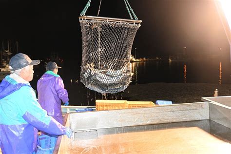 東胆振3漁協、秋サケ漁獲最低水準 前年の2割197トン：北海道新聞デジタル