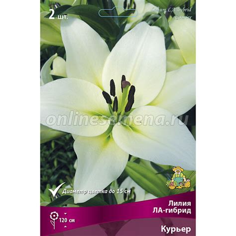 Лилия ЛА-Гибрид Курьер (2 шт.) из каталога Лилии – купить с доставкой ...