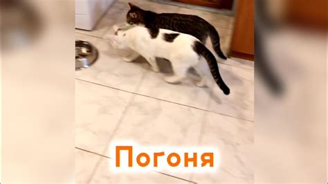 Догоняшки - YouTube