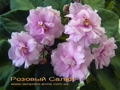 Фиалка Розовый Салют