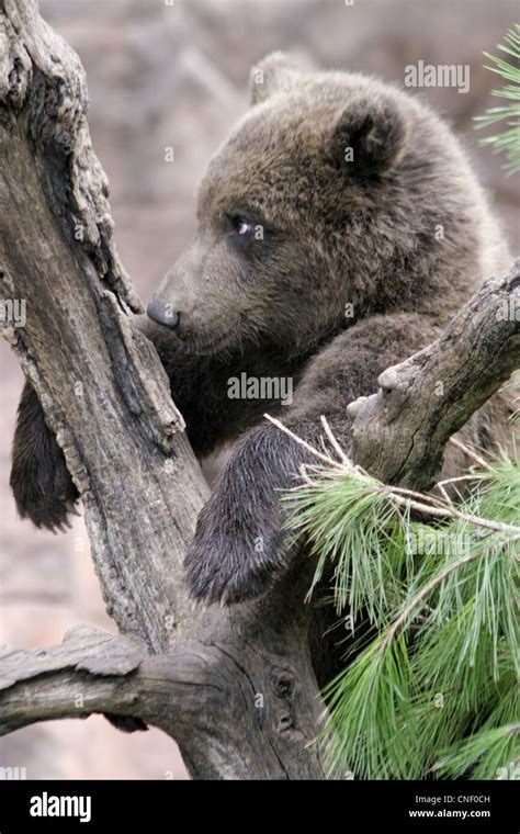 Cubs Grizzly Bear Cubs Stock Photo - Alamy