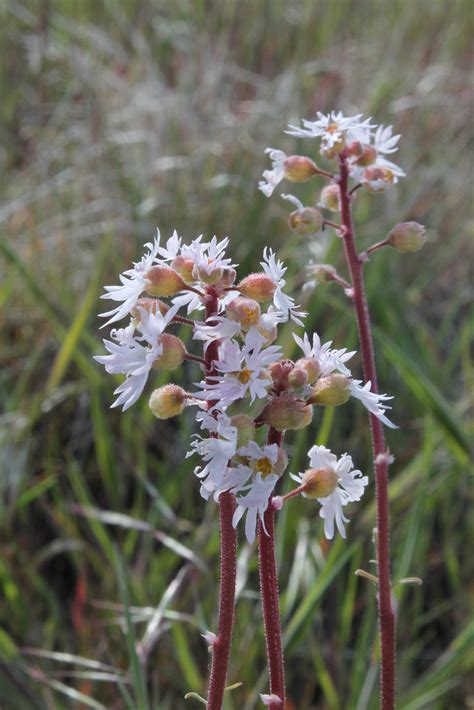 Lithophragma Parviflorum Small Flowered Woodland Star Flickr