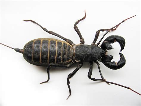 Thelyphonida | Bugs, New mexico, Arachnids