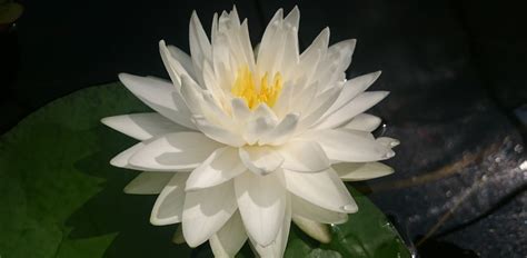 Нимфея Зимостойкая. Купить нимфеи,кувшинки,водяные лилии в Москве ...