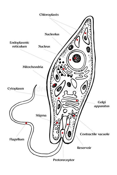 Vector Euglena Cross Section Diagram Representative Protists Euglenoid