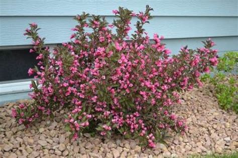 20 лучших сортов вейгелы с фото, описанием и названиями | Дачный участок