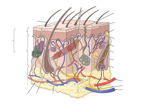 Ch 6 Diagrams Dermis Subcutaneous Layer Diagram Quizlet