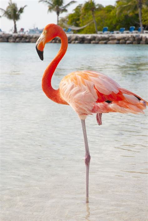 980 Pink Flamingo Free Stock Photos Stockfreeimages Page 2