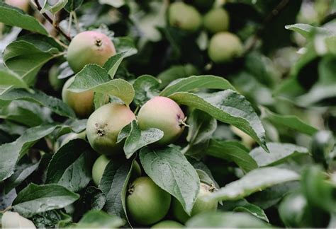 Как удобрять яблони | Wikifarmer