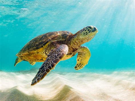 Магнітні черепахи - Science and apologetics