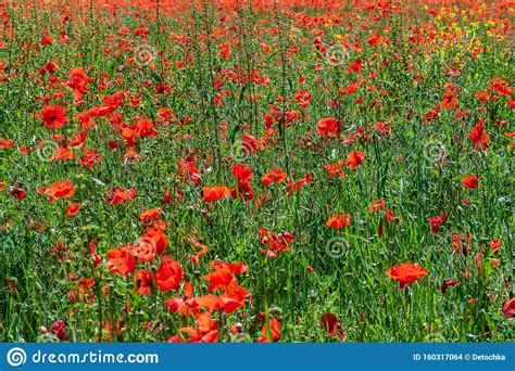 Antecedentes Das Papoilas Vermelhas Na Primavera Foto De Stock Imagem