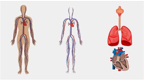 Quantos Quilômetros Tem De Vaso Sanguíneo No Corpo Humano Aproximadamente