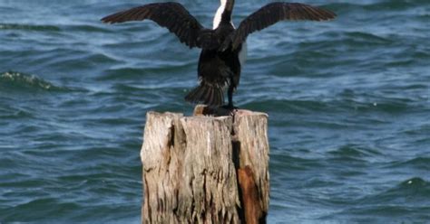 Birds and Wildlife of Saint Helena Island, Queensland, 04/05/12