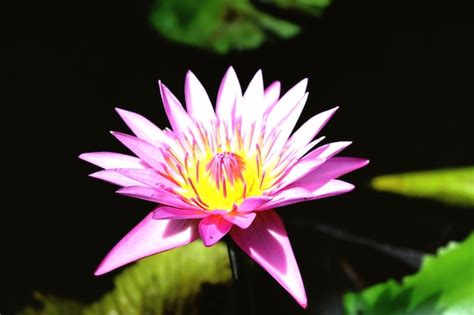 Premium Photo Close Up Of Pink Water Lily