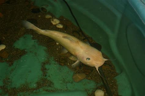 Albino Channel Catfish Channel Catfish Live Fish