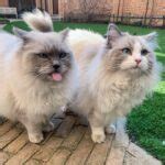 famous breeds  cats raise  cat