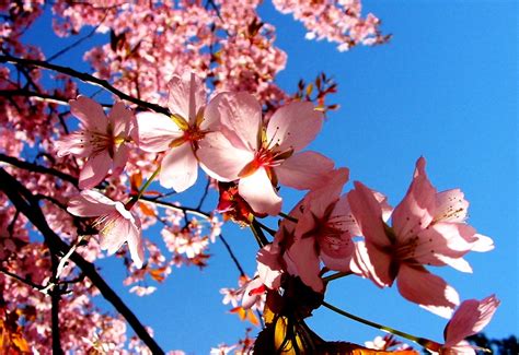 Planos De Fundo Flor De Cerejeira Hd Imagens Gratuitas