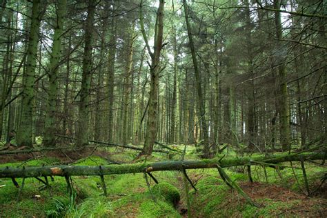 Forest Free Stock Photo - Public Domain Pictures