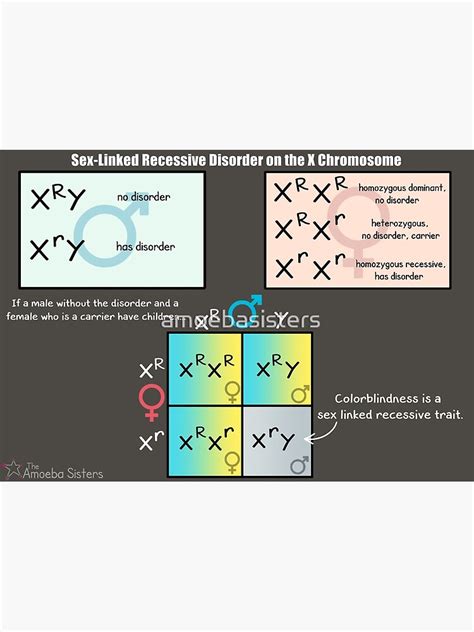 Sex Linked Recessive Disorder On The X Chromosome Poster For Sale By Amoebasisters Redbubble