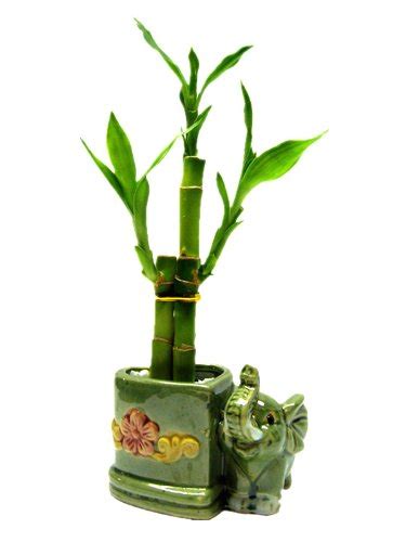 10 Best Lucky Bamboo Plant With Vase For 2023 CitizenSide