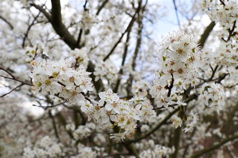 Fruit Tree Branches Blossoms Free Photo On Pixabay Pixabay