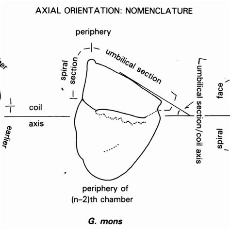 Terminology Applied To Shells In Axial Orientation There Is Much