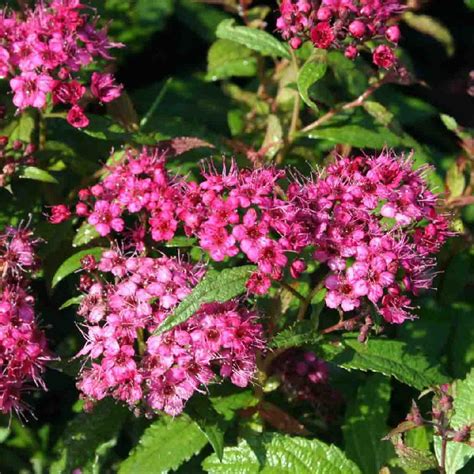 Спирея японская Сафо С3 Н30 - купить саженцы | Садовый питомник ...