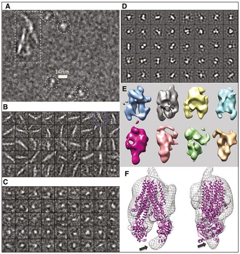 Cftr Structure Stability Function And Regulation