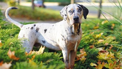 catahoula leopard dog breed information  history  care