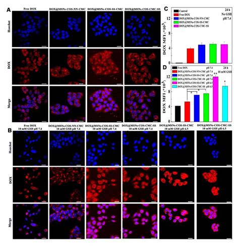 Intracellular Distribution Of Dox Loaded Nanoparticles In Hela Cells