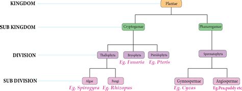 Plant Kingdom Neet Notes For 2024 Free Pdf Download