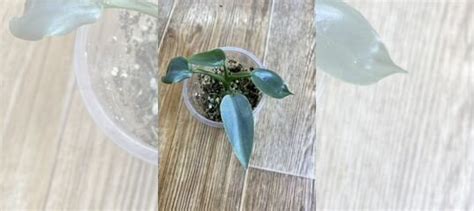 Филодендрон купить в Томске | Товары для дома и дачи | Авито