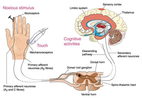 7 Pain Temperature Sleep And Sensory Function Flashcards Quizlet