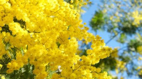 How To Plant Grow And Care For Mimosa Tree Full Guide 2023