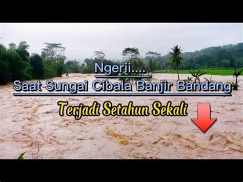 Banjir Bandang Sungai Cibala Luluhlantakan Heaktaran Sawah Dan Kolam