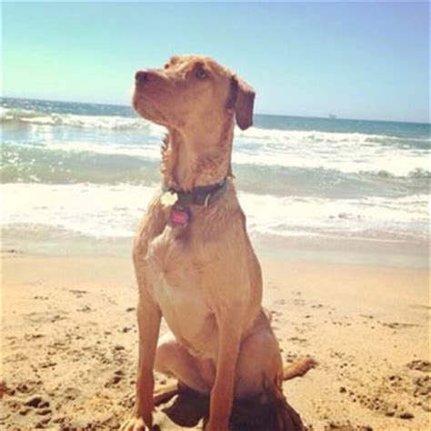 rosies dog beach pets long beach ca united states reviews  yelp