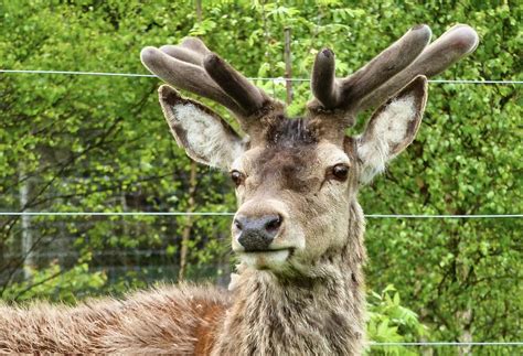 Hirsch Geweih Tier Kostenloses Foto Auf Pixabay Pixabay