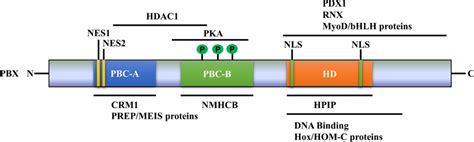 Structure Diagram Of Pbx Proteins Pbx Proteins Share Similar Conserved