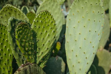 Detail Of Prickly Pear Cactus Mexico Stock Image Image Of Farming