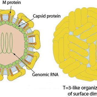 General Genome Structure of Flavivirus [7] | Download Scientific Diagram