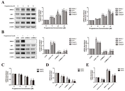 BMAL1 facilitates trophoblast migration and invasion via SP1-DNMT1