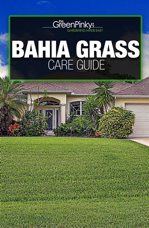 Have Bahia Grass? Everything You Need to Know About It