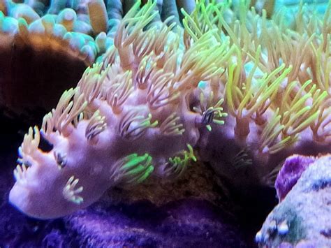 Briareum Hamrum Gr Nes Affenhaar Fluoreszierend Dnz Communitycorals