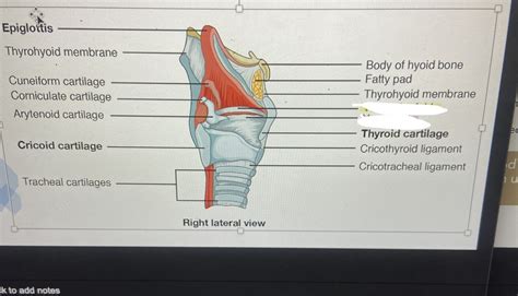 VOCAL CORDS Diagram | Quizlet