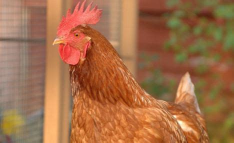 Gertie Becomes Bertie After Sudden Sex Change Turns Hen Into A Cockerel Daily Mail Online