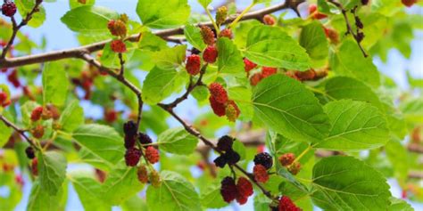 4 Texas Native Fruit Trees Gfl Outdoors