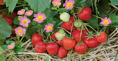 Erdbeeren Pflege Pflanzen Düngen Und Schneiden Mein Schöner Garten