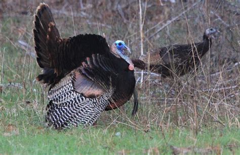 Turkey 101 Pigeon River Fwa State Of Indiana